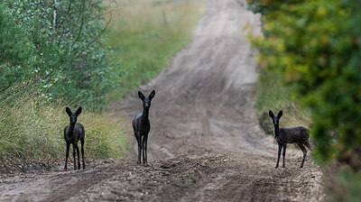 BUITEN BEELD Foto: 324996