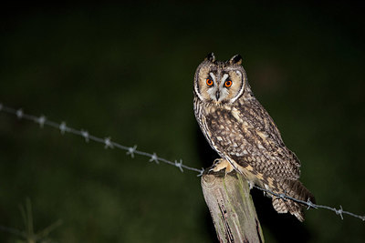 BUITEN BEELD Foto: 325005