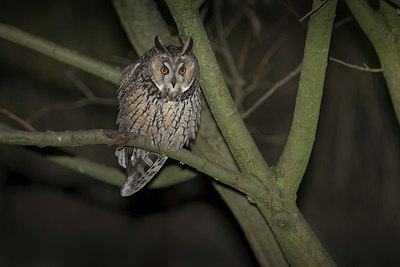 BUITEN BEELD Foto: 325008