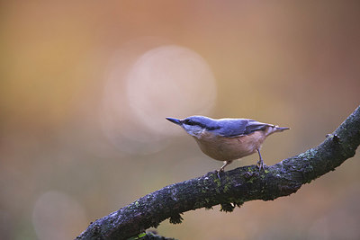 BUITEN BEELD Foto: 325014