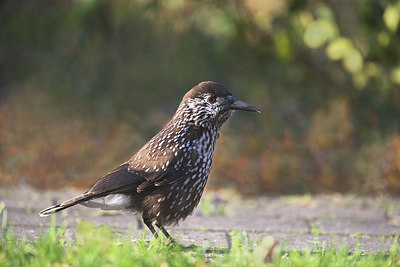 BUITEN BEELD Foto: 325030