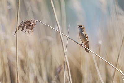 BUITEN BEELD Foto: 325035