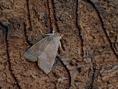 BUITEN BEELD Foto: 325045
