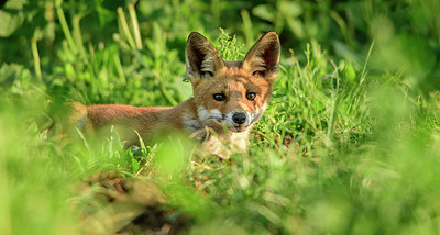 BUITEN BEELD Foto: 325049