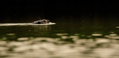 BUITEN BEELD Foto: 325050