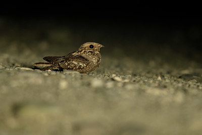 BUITEN BEELD Foto: 325071