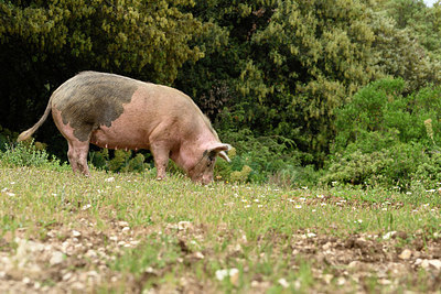 BUITEN BEELD Foto: 325140