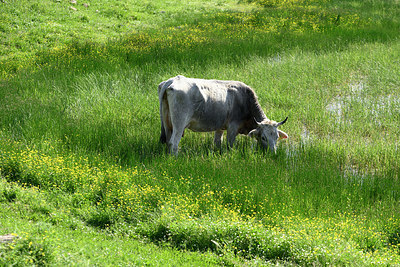 BUITEN BEELD Foto: 325142