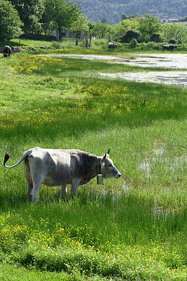 BUITEN BEELD Foto: 325143