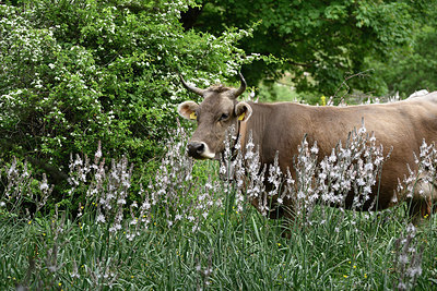 BUITEN BEELD Foto: 325148