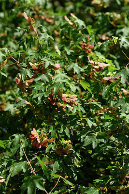 BUITEN BEELD Foto: 325164