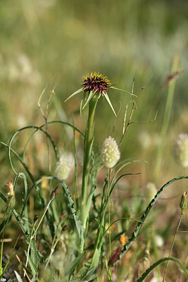BUITEN BEELD Foto: 325169