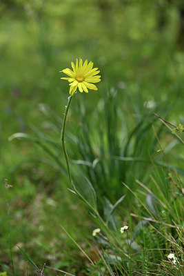 BUITEN BEELD Foto: 325197
