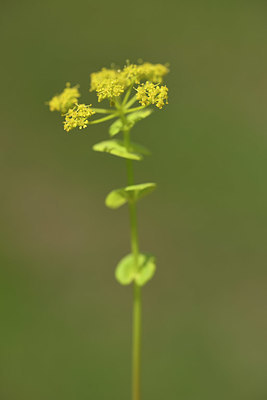 BUITEN BEELD Foto: 325204