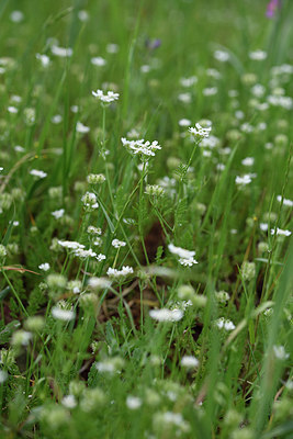 BUITEN BEELD Foto: 325221