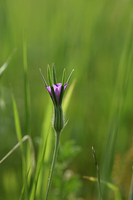 BUITEN BEELD Foto: 325224