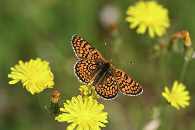 BUITEN BEELD Foto: 325235