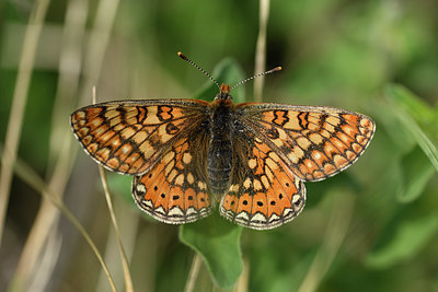 BUITEN BEELD Foto: 325241