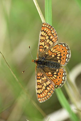 BUITEN BEELD Foto: 325242