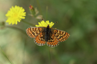 BUITEN BEELD Foto: 325244