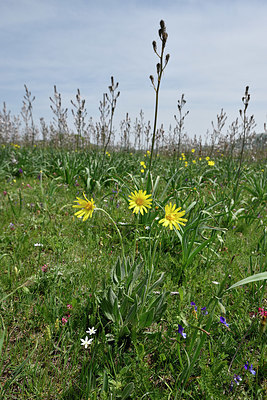 BUITEN BEELD Foto: 325252