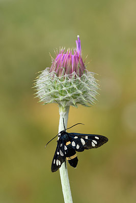 BUITEN BEELD Foto: 325259