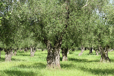 BUITEN BEELD Foto: 325285