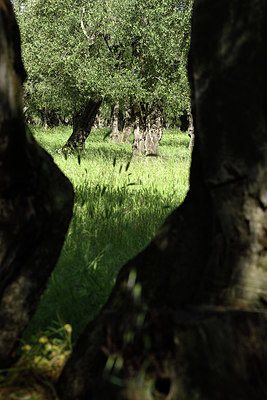 BUITEN BEELD Foto: 325286