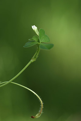 BUITEN BEELD Foto: 325287
