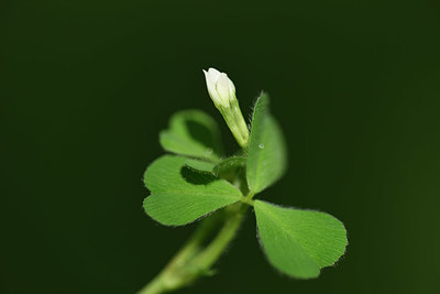 BUITEN BEELD Foto: 325288