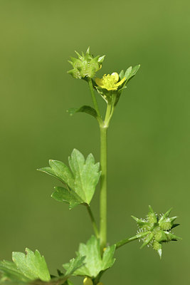 BUITEN BEELD Foto: 325289