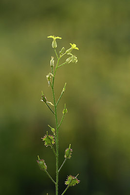 BUITEN BEELD Foto: 325295