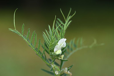 BUITEN BEELD Foto: 325299