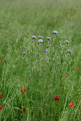 BUITEN BEELD Foto: 325309