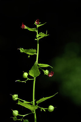 BUITEN BEELD Foto: 325341