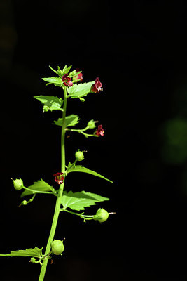 BUITEN BEELD Foto: 325342
