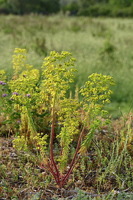 BUITEN BEELD Foto: 325352