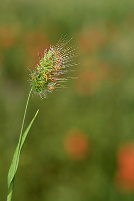 BUITEN BEELD Foto: 325361