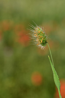 BUITEN BEELD Foto: 325362