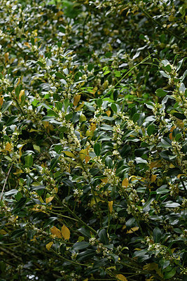 BUITEN BEELD Foto: 325385