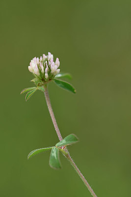 BUITEN BEELD Foto: 325407