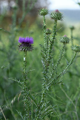 BUITEN BEELD Foto: 325429