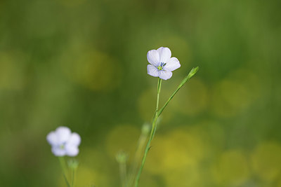 BUITEN BEELD Foto: 325434