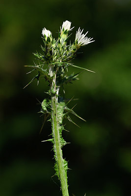 BUITEN BEELD Foto: 325460