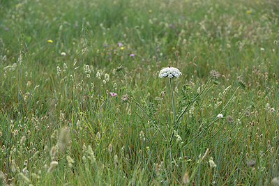 BUITEN BEELD Foto: 325482