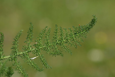 BUITEN BEELD Foto: 325487
