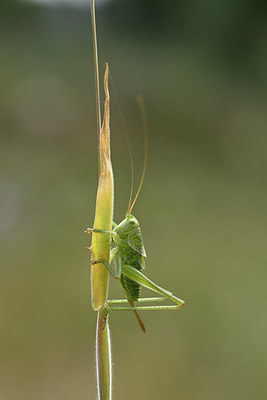 BUITEN BEELD Foto: 325497