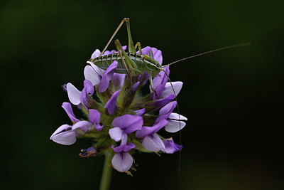 BUITEN BEELD Foto: 325511