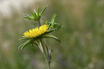 BUITEN BEELD Foto: 325513