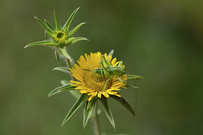 BUITEN BEELD Foto: 325514